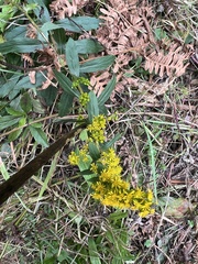 Solidago elongata