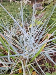 Leymus arenarius