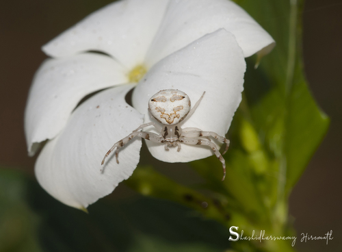 Thomisus pooneus · iNaturalist