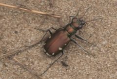 Cicindela scutellaris