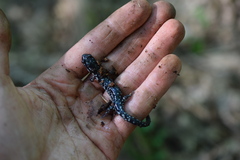Plethodon cylindraceus