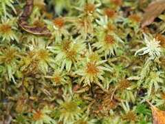 Sphagnum