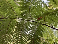 Alsophila spinulosa