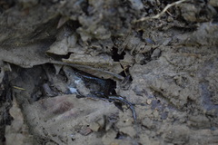 Desmognathus orestes