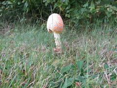 Amanita muscaria guessowii