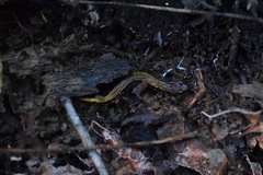 Desmognathus orestes