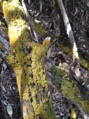 Xanthomendoza fallax