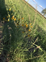 Ratibida columnifera