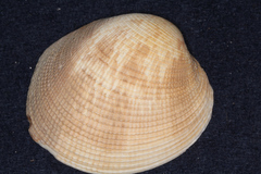 Periglypta