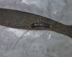 Ctenolepisma longicaudatum