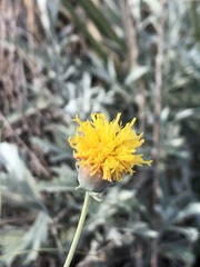 Thelesperma megapotamicum