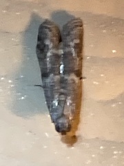 Euzophera semifuneralis