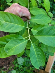 Euonymus atropurpureus
