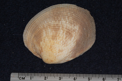 Periglypta