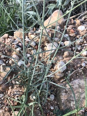 Thelesperma megapotamicum