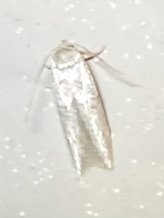 Pigritia
