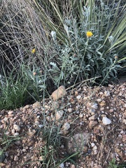 Thelesperma megapotamicum