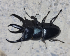 Serrognathus titanus platymelus