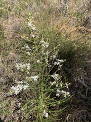 Olearia microphylla