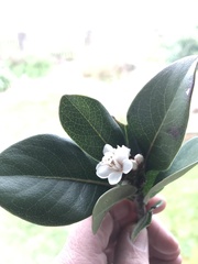 Rhaphiolepis umbellata