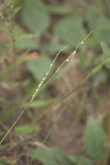 Paspalum setaceum