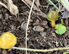Gliophorus