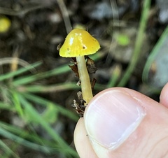 Gliophorus
