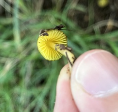 Gliophorus