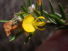 Aotus ericoides