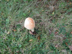 Amanita muscaria guessowii