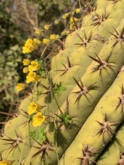 Tropaeolum brachyceras