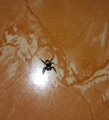 Thorelliola ensifera