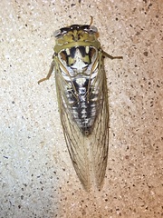 Megatibicen dealbatus