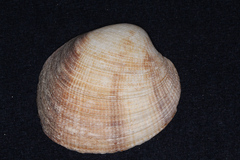 Periglypta