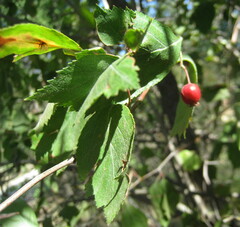 Crataegus douglasii