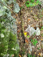 Crotalus horridus