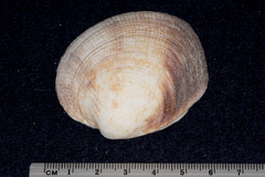 Periglypta