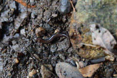 Desmognathus orestes