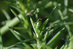 Diabrotica balteata