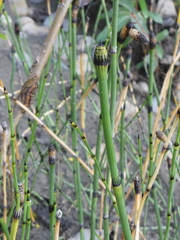 Equisetum laevigatum