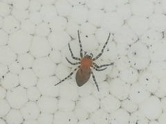 Alpaida gallardoi