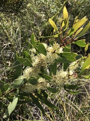 Hakea florulenta