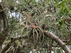 Tillandsia baileyi