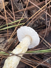 Austroboletus subflavidus