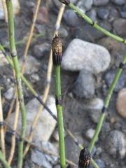Equisetum laevigatum