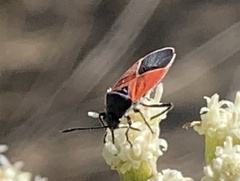 Melanopleurus belfragei