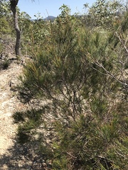 Allocasuarina emuina