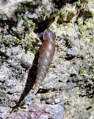 Phaedusini