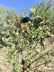 Baccharis salicifolia