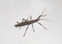 Anisomorpha